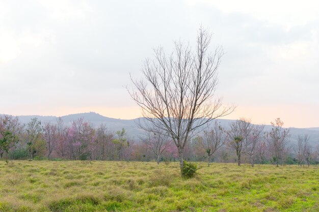 Cerise sauvage de l'Himalaya à Phu Lom Lo dans le nord de la Thaïlande