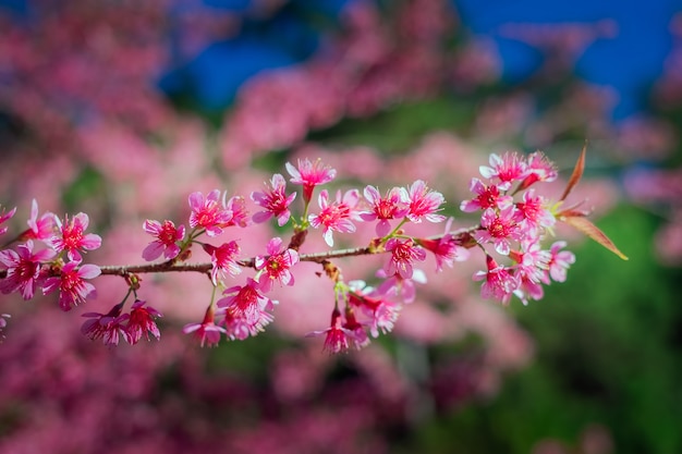 Cerise sauvage de l&#39;Himalaya, (Prunus cerasoides), Chiangmai, Thaïlande