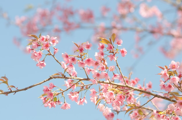 Cerise sauvage de l&#39;Himalaya, Prunus cerasoides