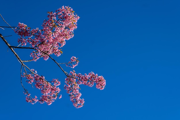 Cerise sauvage de l'Himalaya ou Thaïlande Sakura qui est blanc rosé en fleurs de couleur