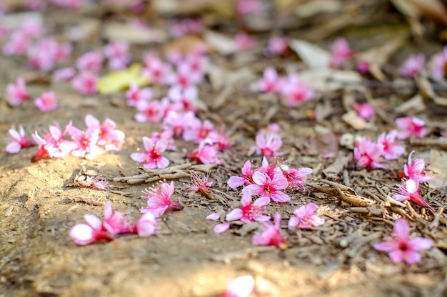 Cerise sauvage de l&#39;Himalaya