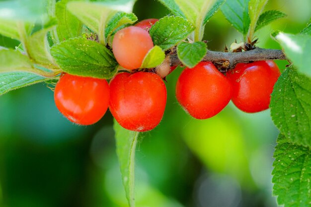 Photo des cerises accrochées aux branches des arbres