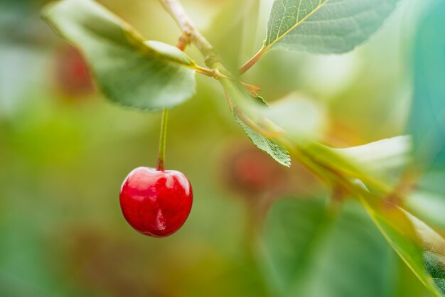 Cerises accrochées à une branche de cerisier