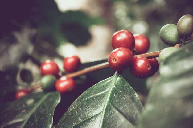 Cerises de café biologiques fraîches dans la partie nord de la Thaïlande, mise au point sélective, ton sombre