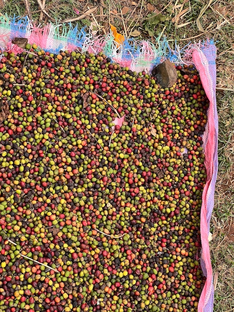 Cerises de café séchées dans un jardin sur une feuille de plastique au soleil