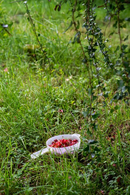 Cerises dans un bol sur le fond du jardin