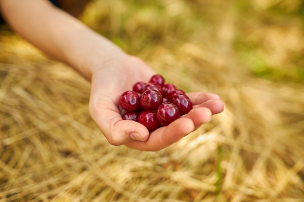 Cerises dans les mains du gars sur fond d'herbe sèche Cerises dans les mains d'un jardinier