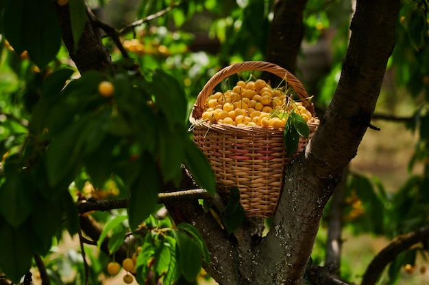 Cerises dans un panier récolte de baies mûres