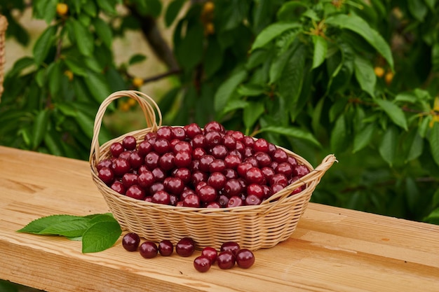 Cerises dans un panier sur la table