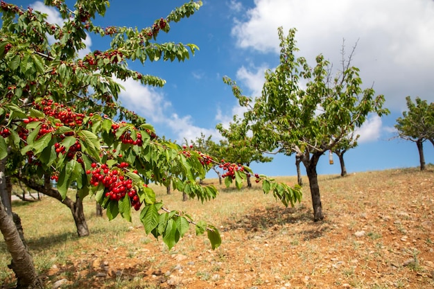 Cerises fraîches dans le cerisier montagne Spil Turquie