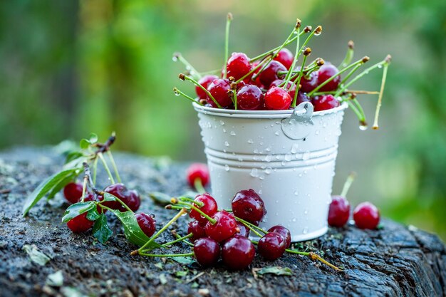 cerises fraîches prêtes à manger