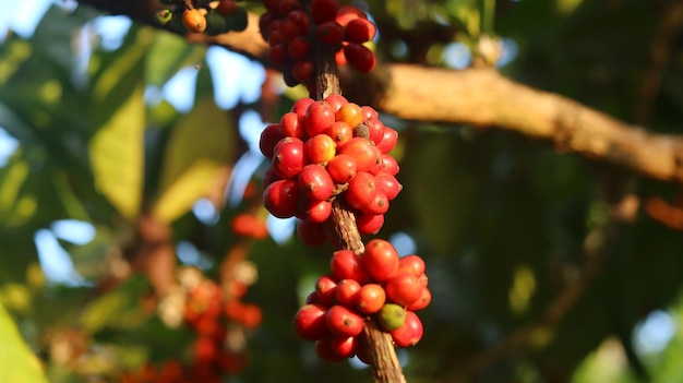 cerises de grains de café rouges sur les branches et mûres pour qu'elles soient prêtes à être récoltées. fruits du café.