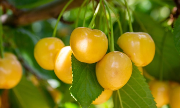 Cerises jaunes accrochées à un arbre. Fruits d'été.