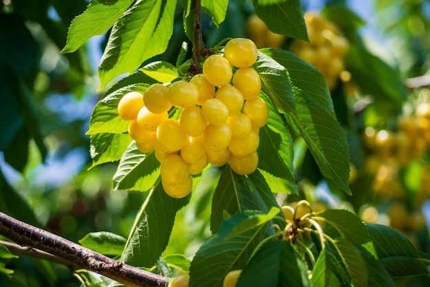 cerises jaunes sur une branche