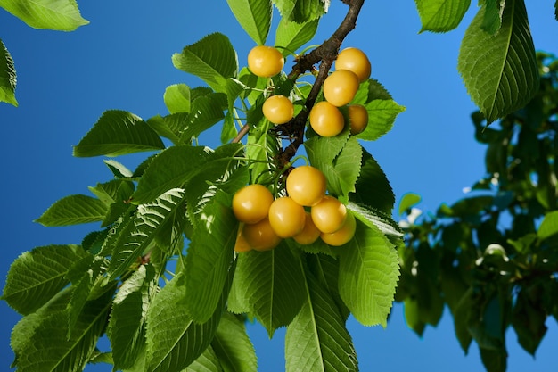 Cerises jaunes mûres sur l'arbre