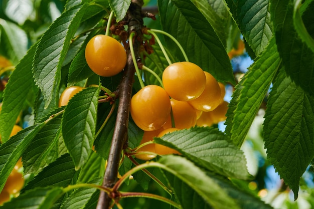 Cerises jaunes mûres sur l'arbre