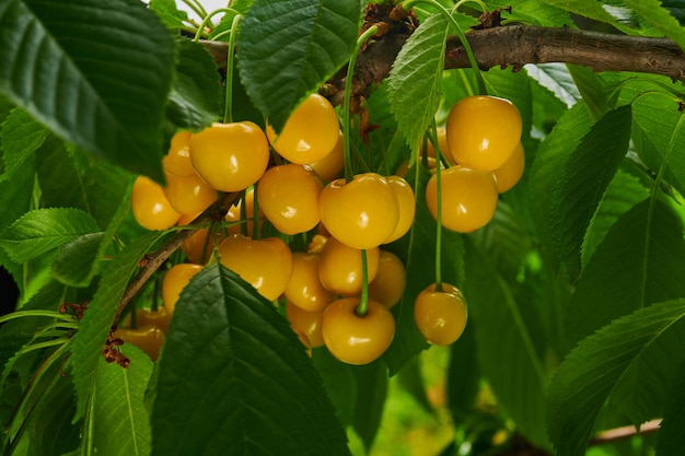 Cerises jaunes mûres sur l'arbre