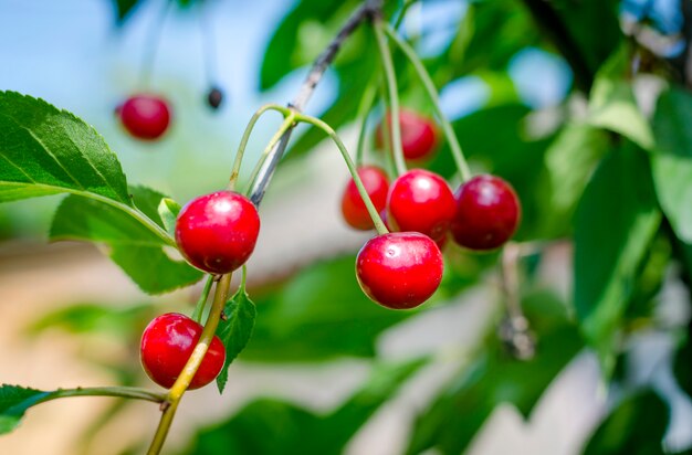 Cerises mûres sur un arbre