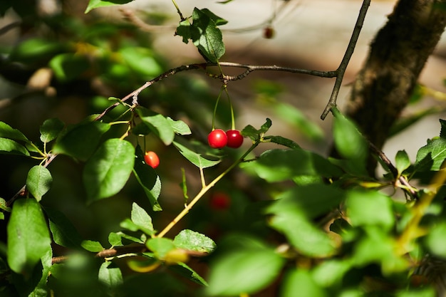 cerises mûres sur une branche d'arbre cerises accrochées à une branche d'un cerisier