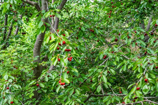 Cerises mûres sur une branche d'arbre