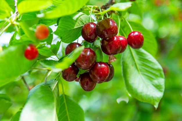 Cerises mûres sur une branche d'arbre