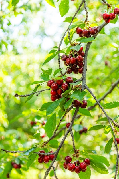 Cerises mûres sur une branche d'arbre