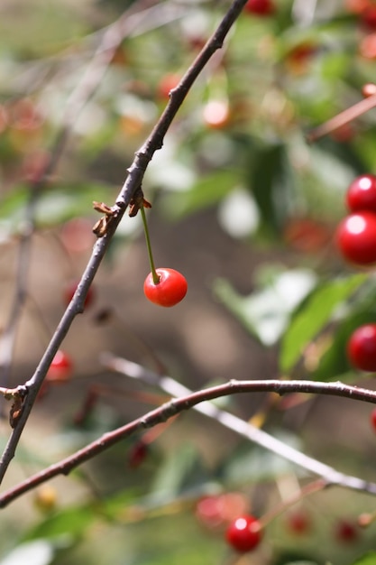 Cerises mûres sur des branches d'arbres Fruits rouges frais de cerise dans le jardin d'été à la campagne