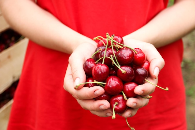 Cerises mûres dans les mains Mains avec des baies de cerise Cueillette de cerises douces Journée ensoleillée Ferme de cerises