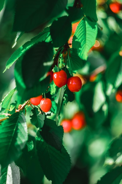 Cerises mûres rouges accrochées à une branche d'arbre