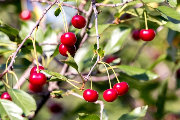 Cerises mûres rouges sur un arbre dans un jardinxA