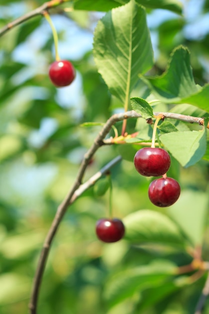 Cerises mûres rouges sur un arbre devant des feuilles vertes avec un arrière-plan flou un jour d'été.