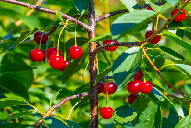 Cerises mûres rouges sur un arbre se bouchent