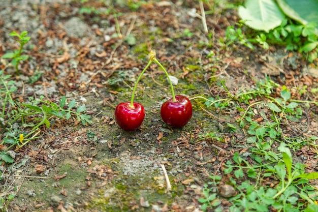 Cerises posées sur le sol