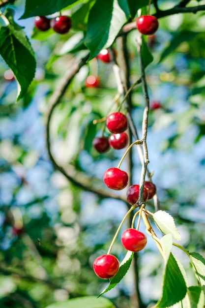 Cerises rouges sur l'arbre