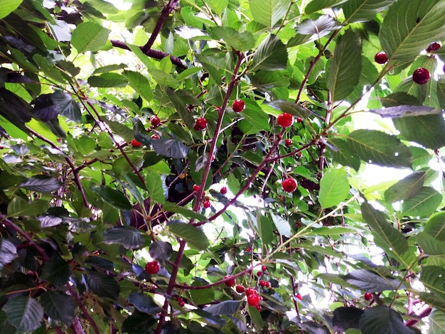 Cerises rouges sur les branches