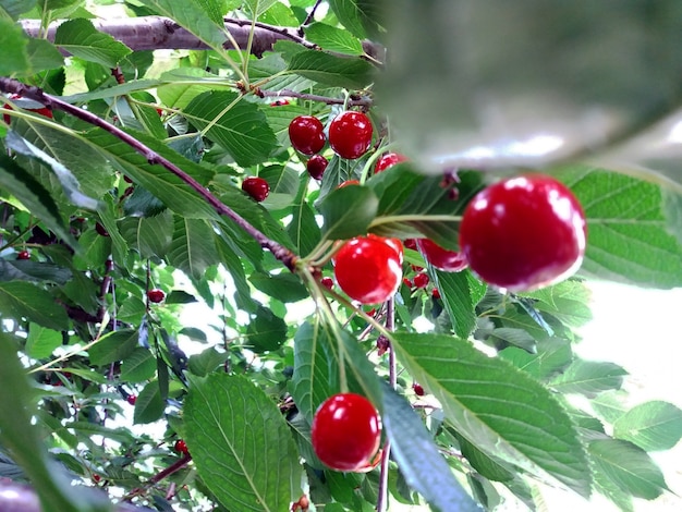 Cerises rouges sur les branches