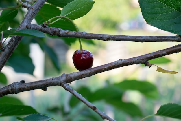 Cerises rouges sur les branches