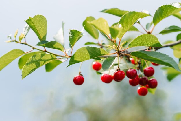 Cerises rouges et douces sur une branche juste avant la récolte, au début de l&#39;été