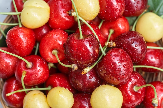 Cerises rouges et jaunes mûres sur fond gris