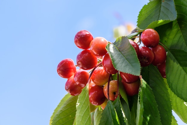 Cerises rouges et jaunes