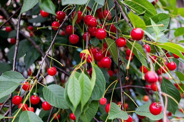 Cerises rouges lumineuses sur une branche d'arbre