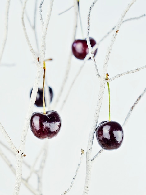 Cerises rouges et mûres suspendues aux branches blanches