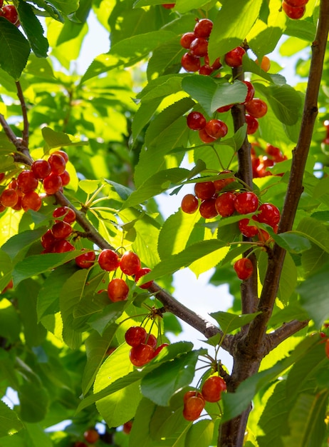 Cerises rouges Prunus avium sur les branches d'un arbre dans un jardin en Grèce