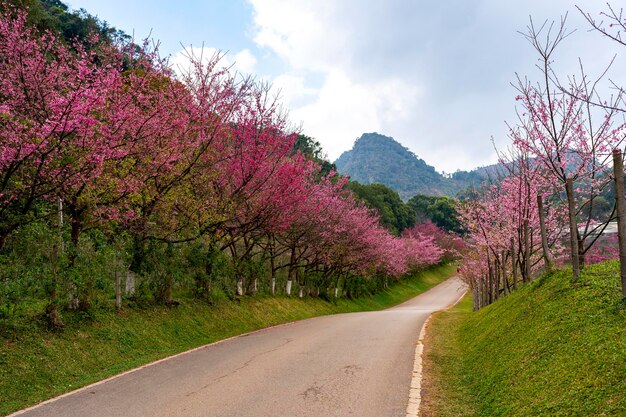 Des cerises sauvages de l'Himalaya en fleurs contre le ciel nuageux