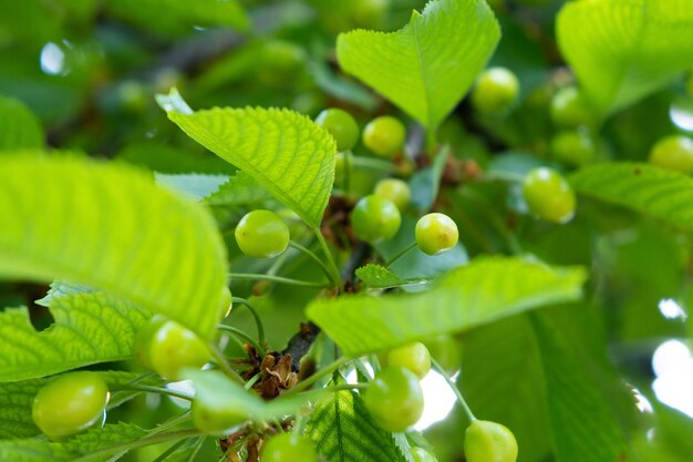 Les cerises vertes non mûres mûrissent sur l'arbre au printemps