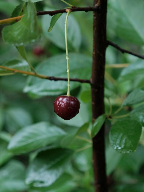 cerisier aux baies mûres rouges et gouttes de pluie sur les feuilles