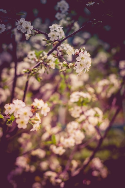 Cerisier blanc en fleurs rétro