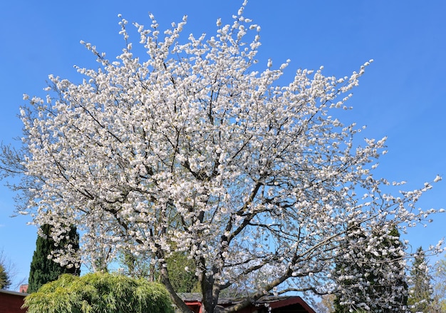 Cerisier blanc ou pommier en fleur par une belle journée avec un ciel bleu Journée ensoleillée au printemps