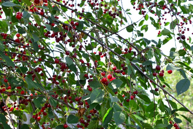 cerisier avec des cerises rouges sur les brindilles avec des feuilles vertes à l'ombre