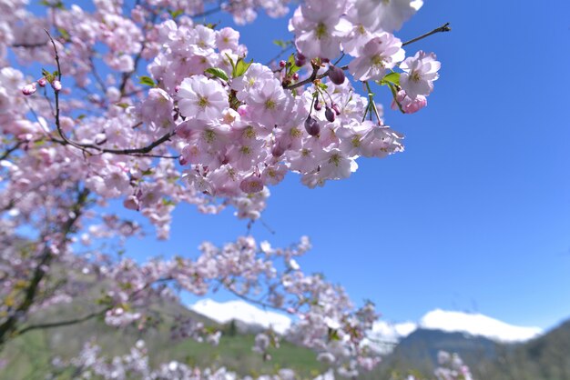 Cerisier en fleurs au printemps